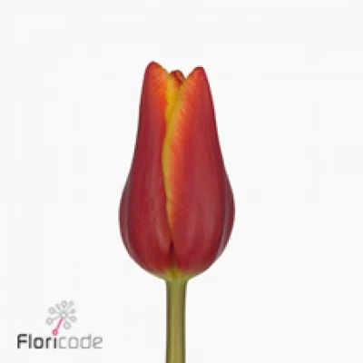 Tulipán EN ONTARIO 50 cm / 50 g