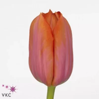 Tulipán EN ORANGE DYNASTY