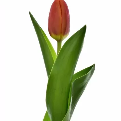 Tulipán EN ORANGE JUICE 35cm/30g