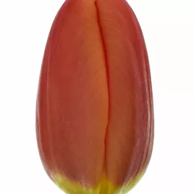 Tulipán EN ORANGE JUICE 35cm/30g