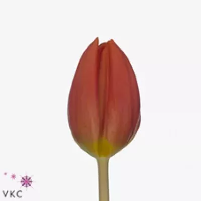 Tulipán EN ORANGE RAVEN