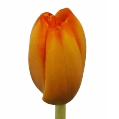 Tulipán EN ORANGE VAN EIJK 37 cm / 34 g
