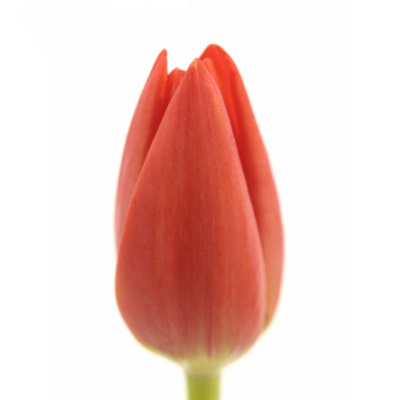 Tulipán EN ORANGE WESTFRISIAN