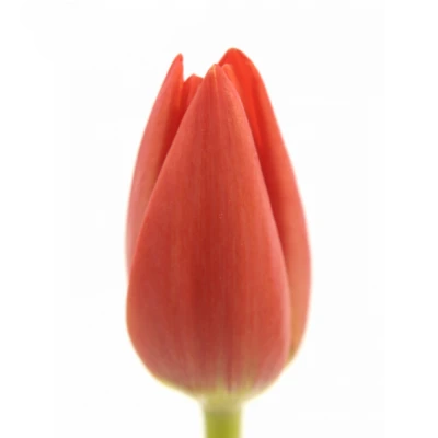 Tulipán EN ORANGE WESTFRISIAN 36cm/26g