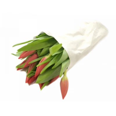 Tulipán EN ORANGE WESTFRISIAN