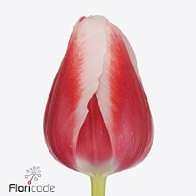 Tulipán EN OUTFIT 36 cm / 40 g