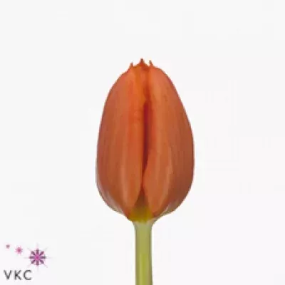 Tulipán EN PAKO