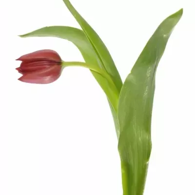 Tulipán EN PALLADA 