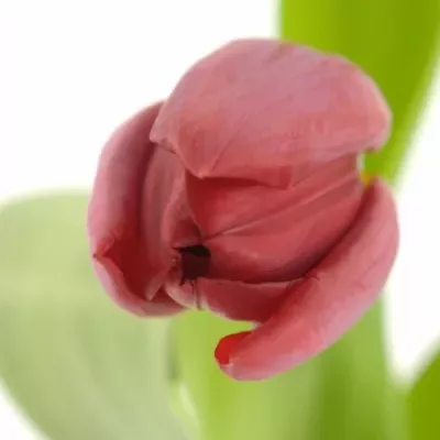 Tulipán EN PALLADA 
