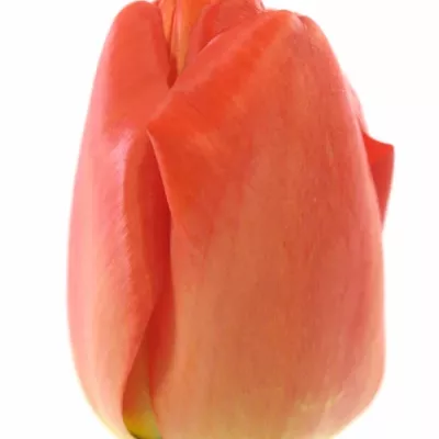 Tulipán EN PARADE ROOD 26cm/24g