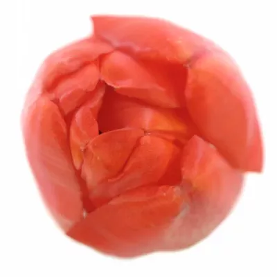 Tulipán EN PARADE ROOD 26cm/24g