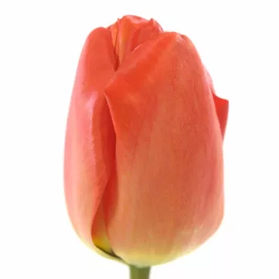 Tulipán EN PARADE ROOD 26cm/24g