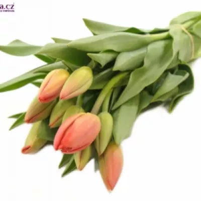 Tulipán EN PARADE ROOD 26cm/24g