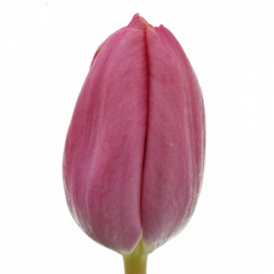 Tulipán EN PINK ARDOUR 35cm/23g