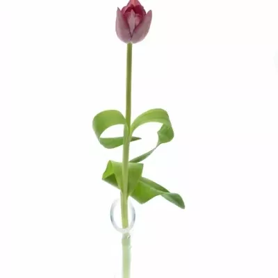 Tulipán EN PINK RIBBON 38cm/32g