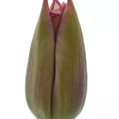 Tulipán EN PINK RIBBON 38cm/32g