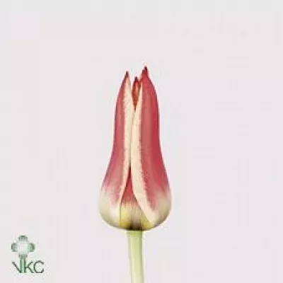 Tulipán EN PINOCCHIO