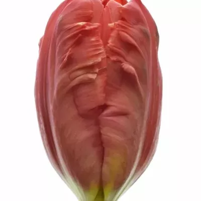 Tulipán EN PIONIER 27cm/26g