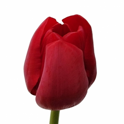 Tulipán EN PITSTOP