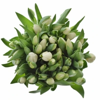 Tulipán EN POLAR BEAR