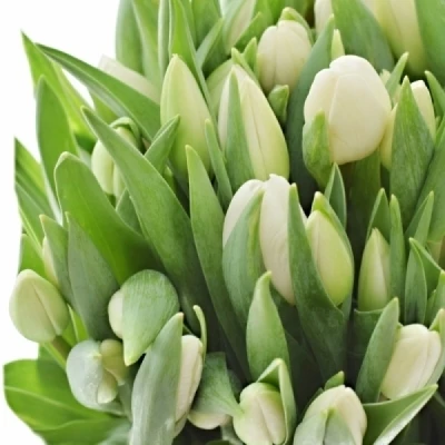 Tulipán EN POLAR BEAR