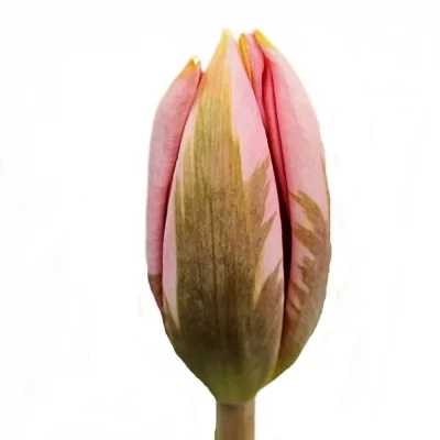 Tulipán EN PRETTY PRINCES 35cm/26g