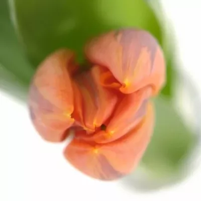 Tulipán EN PRINSES IRENE 