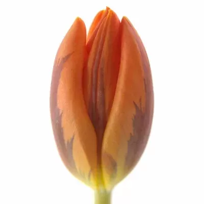 Tulipán EN PRINSES IRENE 