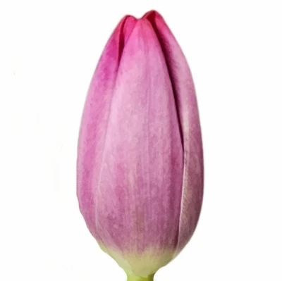 Tulipán EN PUMA 42cm/48g