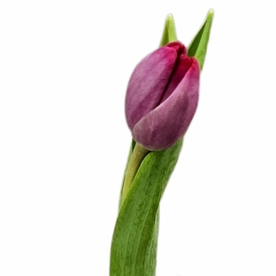 Tulipán EN PUMA