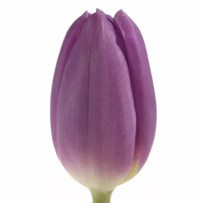 Tulipán EN PURPLE FLAG 36cm/20g