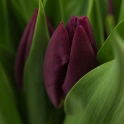 Tulipán EN PURPLE LADY