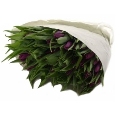 Tulipán EN PURPLE LADY