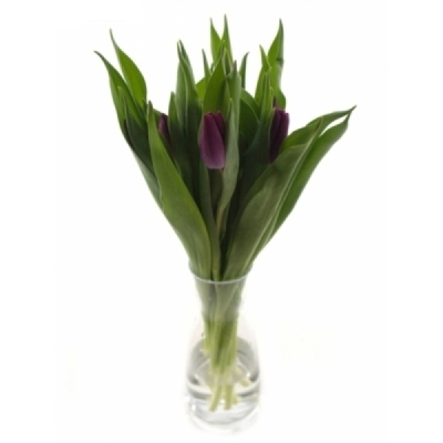 Tulipán EN PURPLE LADY