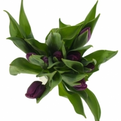 Tulipán EN PURPLE LADY