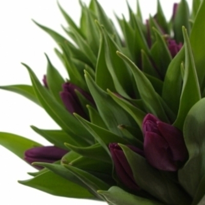 Tulipán EN PURPLE LADY