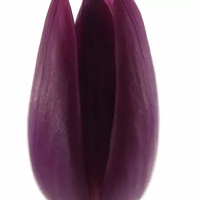 Tulipán EN PURPLE PRINCE