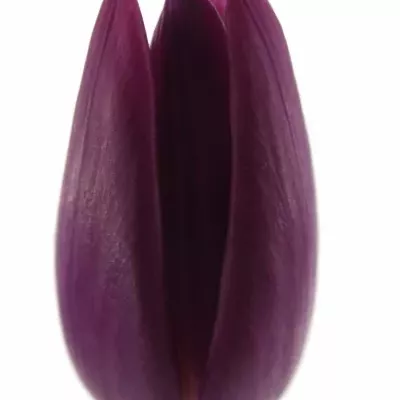 Tulipán EN PURPLE PRINCE 30cm/22g