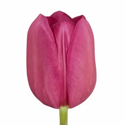 Tulipán EN PURPLE RAVEN 45cm/42g