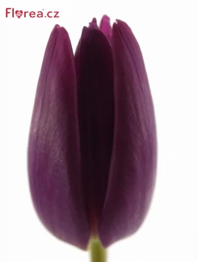 Tulipán EN PURPLE SURPRISE 40cm/48g