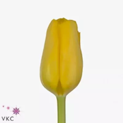 Tulipán EN QUIRIJN