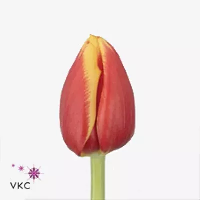 Tulipán EN RAMBO