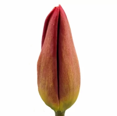 Tulipán EN RED GOLD 40 cm / 30 g