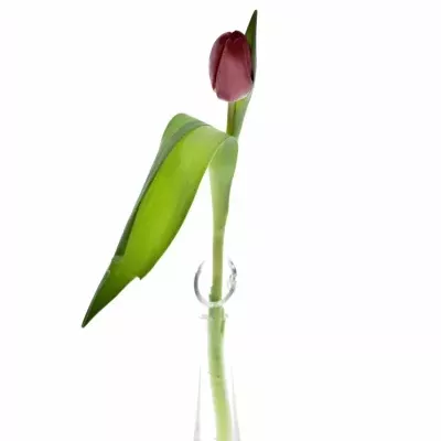 Tulipán EN RED POWER 37cm/37g