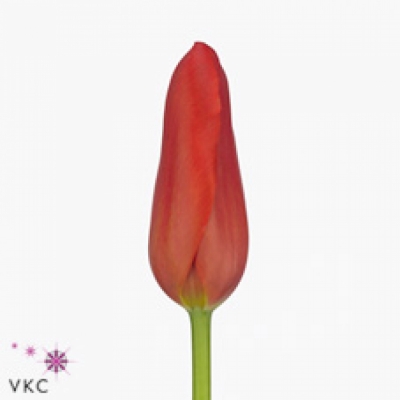 Tulipán EN RED PROUD 50cm/50g