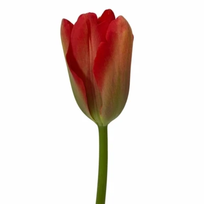 Tulipán EN RED PROUD