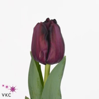 Tulipán EN RED SAIGON 42 cm / 44 g