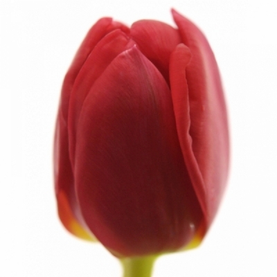 Tulipán EN RED SPIRIT