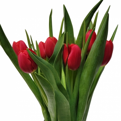 Tulipán EN RED STONE