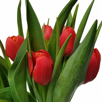 Tulipán EN RED STONE